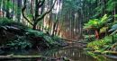 Jurrassic Forest